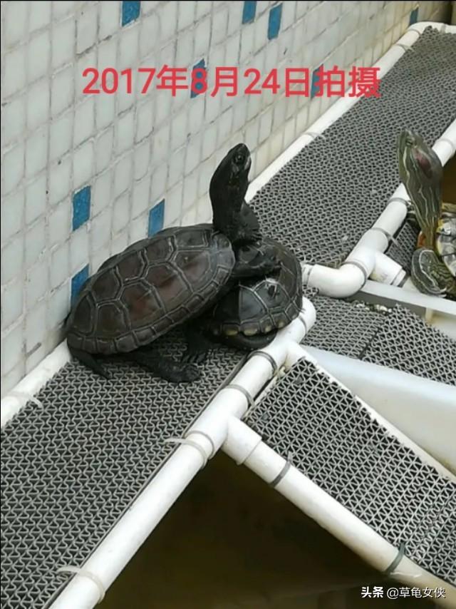 广东草龟龟苗图:新手养草龟34厘米的好活吗？