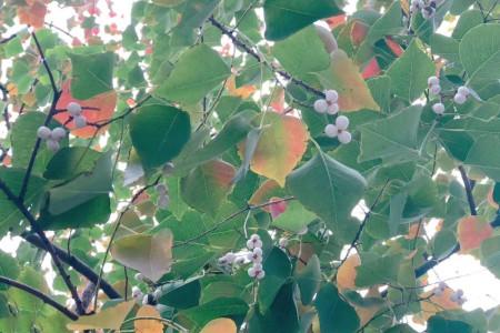 头条问答 - 百解树的功效与作用?(8个回答)