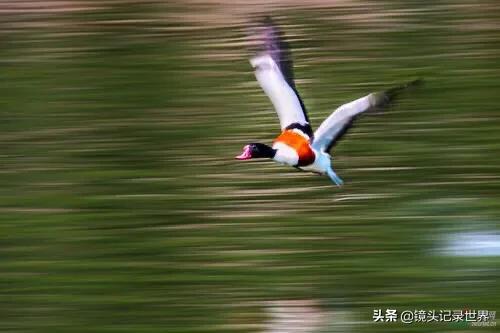 最火的模糊慢动作怎么拍摄，慢速快门拍鸟，有什么技巧