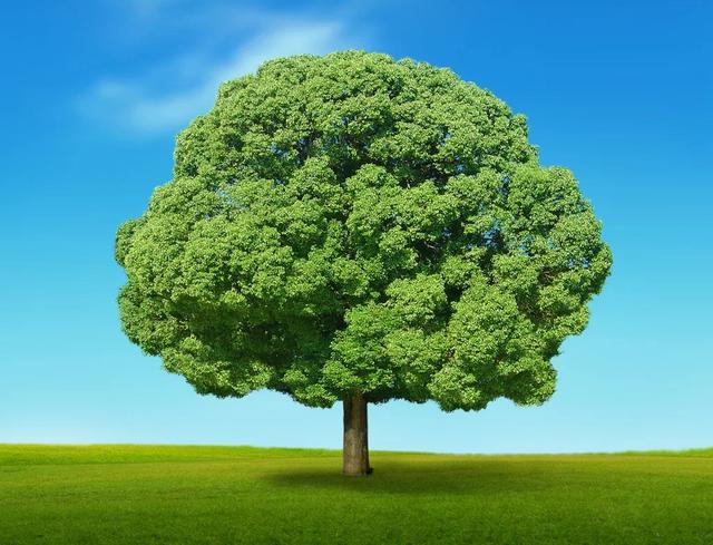 怎么让树快速死亡,树木用什么可以让它枯死？