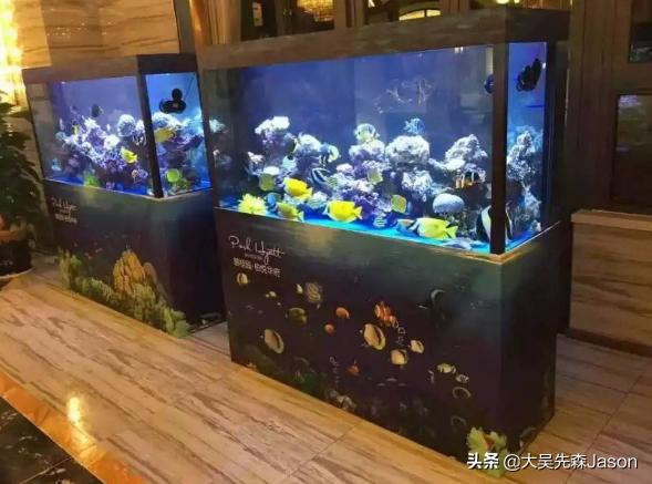 如何让玫瑰扯旗群游:什么小型热带观赏鱼适合原生鱼缸养？
