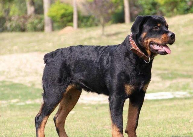 潍坊法老王猎犬多少钱一只:世界上最贵的狗狗到底是什么品种？有何特点呢？