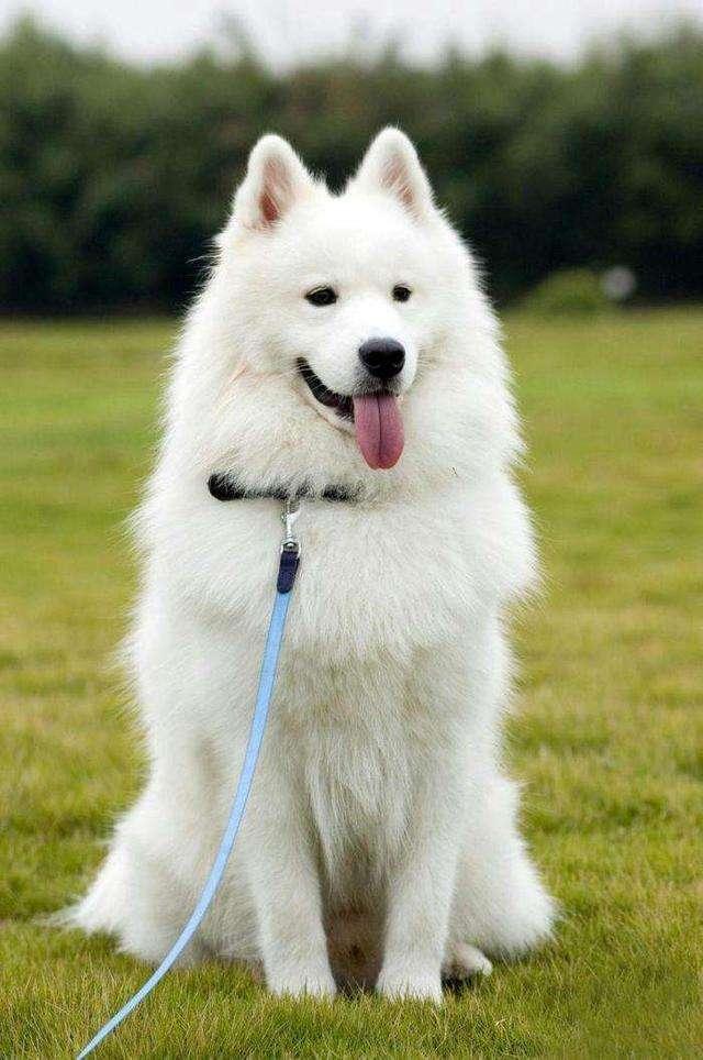 萨摩犬图片大全:你知道萨摩耶有什么缺点吗？
