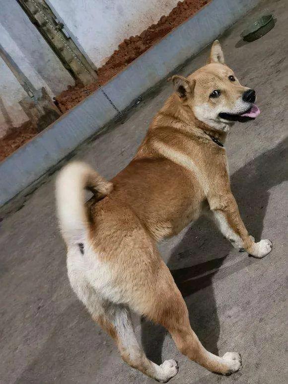 头条问答 - 农村的土狗为什么晚上不要睡觉,白天也很少睡觉?