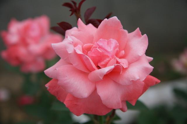 月季花品种介绍:月季花的品种都有哪些 盆栽月季花用什么品种好？
