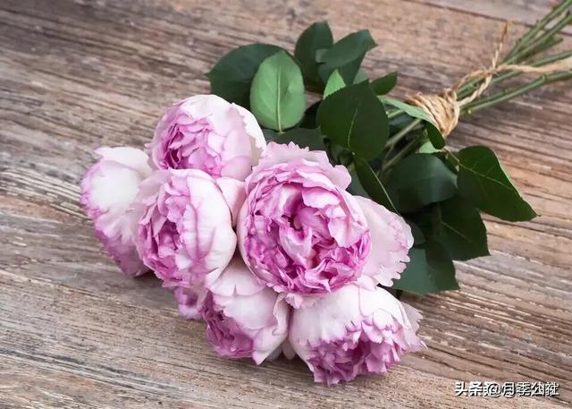 欧洲月季花品种介绍:月季花品种介绍大全 为什么有的花友，夏季就把月季养成光杆了？