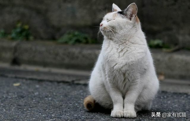 水煮活猫残忍图片:北京一小区多只流浪猫被钢钉射伤，是人性的扭曲还是道德的沦丧？