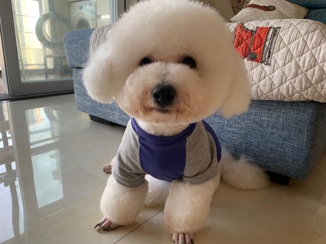 狗咬胶品牌:狗狗换牙时期，主人要做些什么？