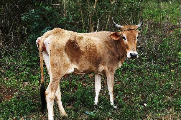 头条问答 - 瘦母牛怎样快速育肥?(13个回答)