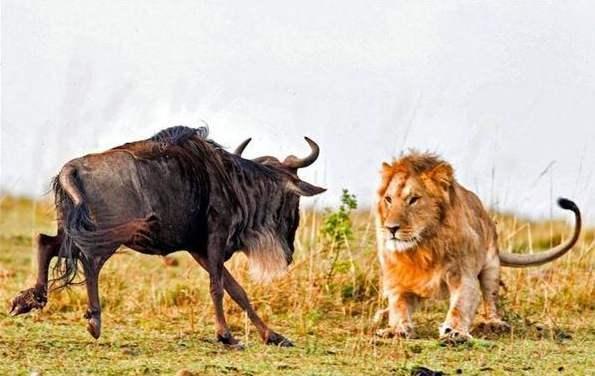 如果你变成一只角马生活在非洲,你会怎么对付狮子等肉食动物?