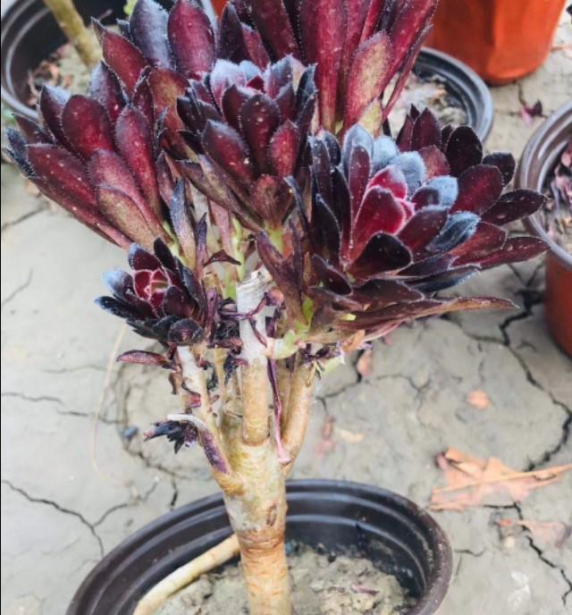 夏天砍头的多肉没有爆头秋天可以再砍一刀吗 头条问答