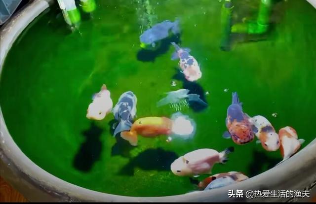 成吉思汗鱼一天喂几次食:鱼一天要喂几次？怎样才能养好金鱼？