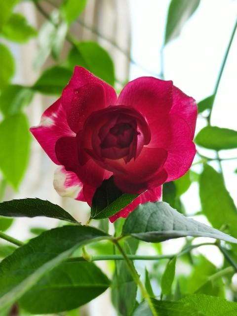 月季花品种介绍:月季花的品种都有哪些 盆栽月季花用什么品种好？