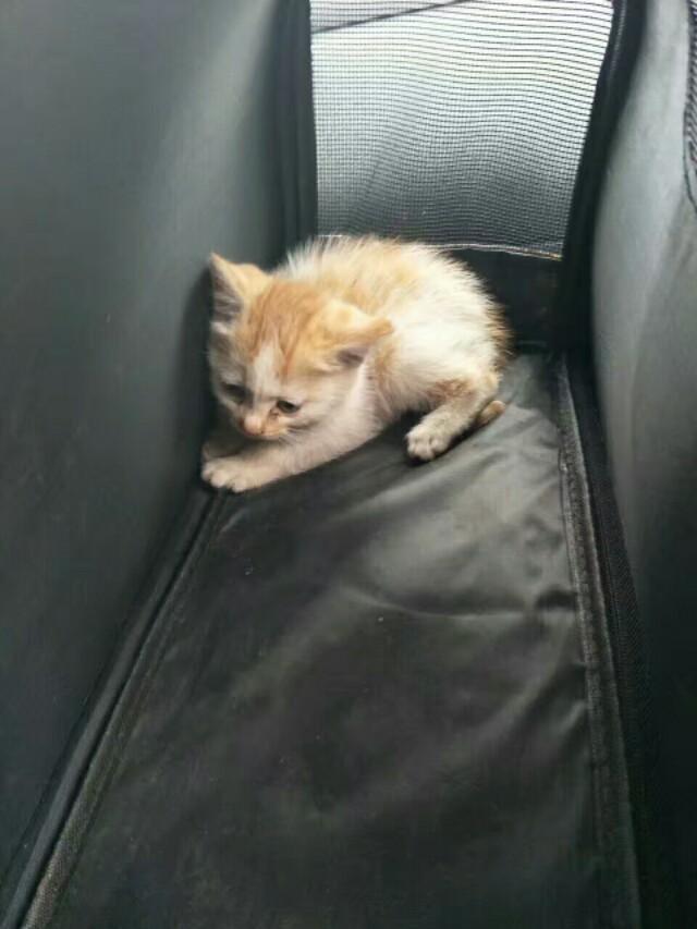 伟嘉干粮可以给猫长期吃吗:猫咪一直吃猫粮可以吗？为什么？