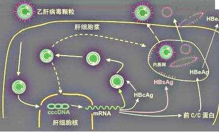 乙肝小三阳是什么意思，乙肝大三阳是什么意思很严重的病吗