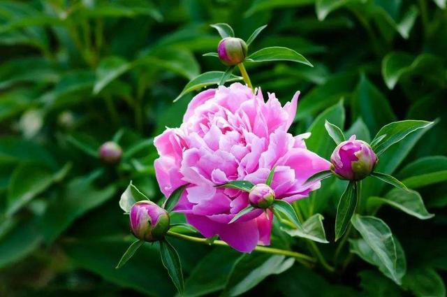 头条问答 牡丹芍药室外怎么过冬 28个回答