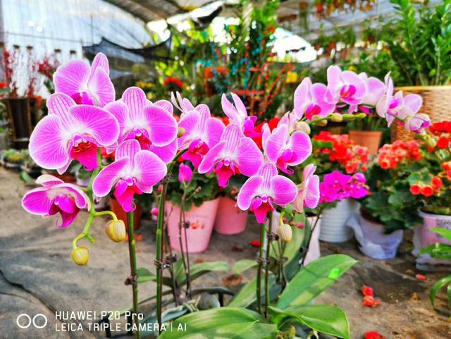 蝴蝶花图片:没有根的蝴蝶花种在土里，可以活吗？