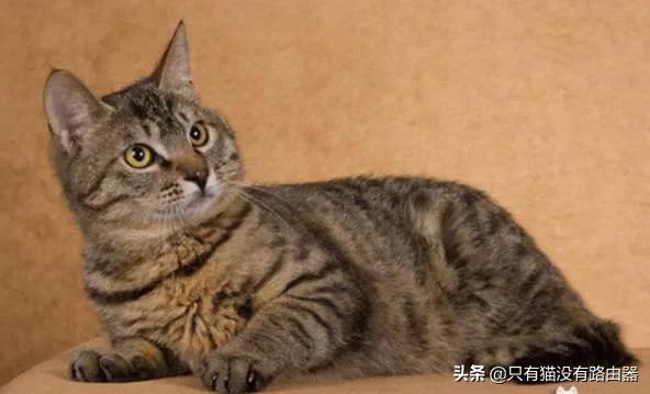 颜值高的漂亮猫咪都有哪些，哪些本土猫咪既好看又好养啊