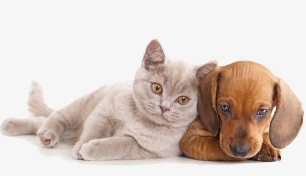 狼狗咬死猫:我家猫是被狗咬死的，浑身是血，请问是什么原因导致狗咬猫？