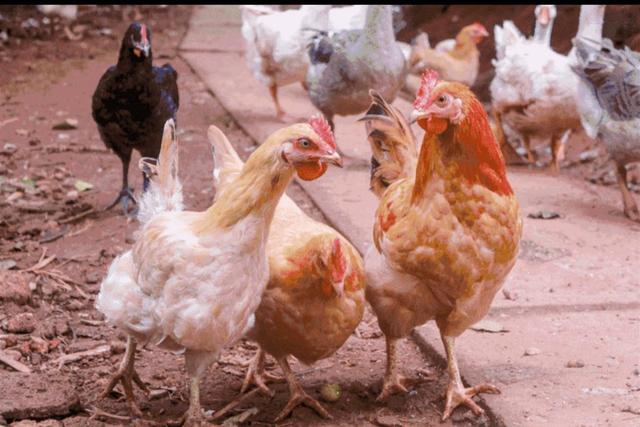 今日的最新新闻，原本今年打算养鸡刚刚看新闻，最近又有禽流感，还能不能继续养
