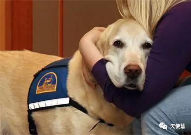 介助犬的遗言高清:治疗狗对焦虑症人群发挥了怎样的作用？
