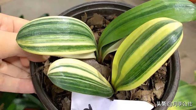石蒜科的换锦花:冬天君子兰花败后适合换盆吗？