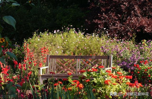 最香的几款月季品种是什么？插图132