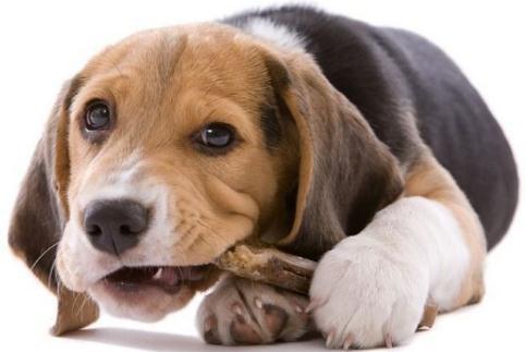 训练乖巧的波尔多犬图片:波尔多犬的优点和缺点 羡慕别人家的狗狗一叫就回，训练狗狗召回有什么小技巧吗？