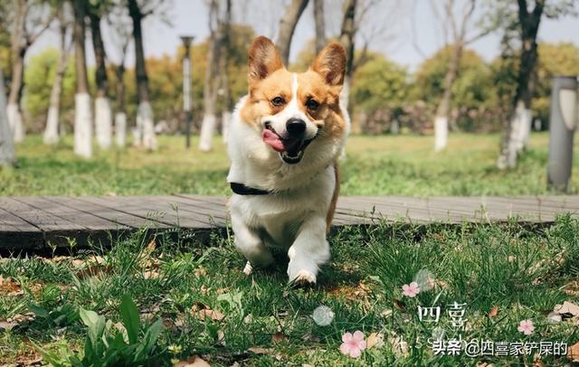 怎么判断狗狗疥螨图:怎么判断金毛有没有耳螨？