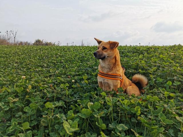 中国福犬灰色:中国福犬出售 国内优秀猎犬，除了下司犬还有什么？有何依据？