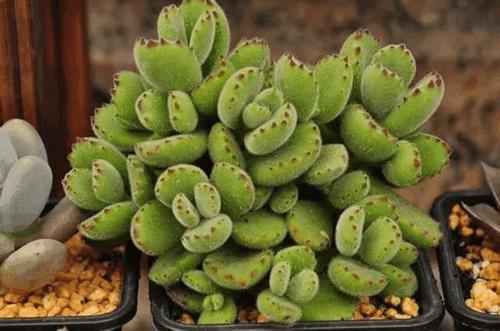 多肉熊童子好养不:听说熊童子难以度夏是真的吗？养了一个多月了，拍张图留个纪念？