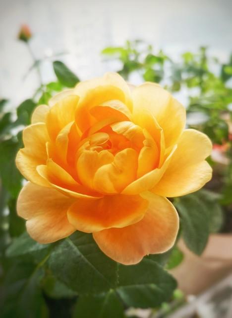 月季花品种介绍:月季花的品种都有哪些 盆栽月季花用什么品种好？