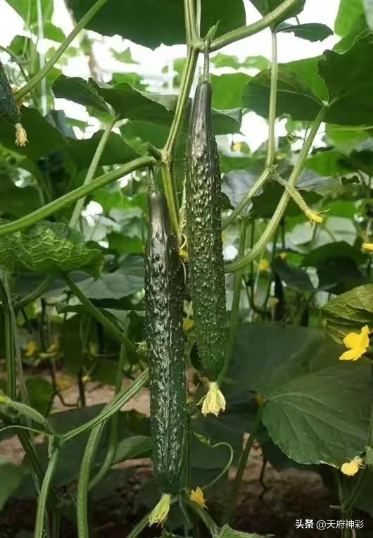 头条问答 - 农村菜园种植的黄瓜长到顶之后,该怎么管理呢?(7个回答)