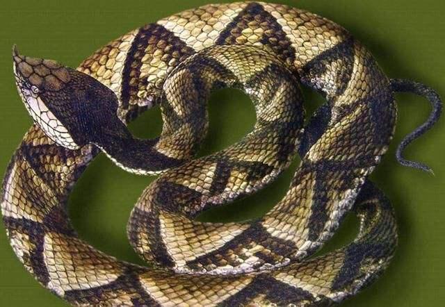 金环蛇:在农村的山上遇到头部是三角形的蛇，是不是都是毒蛇呢？