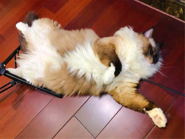 有关于宠物的网站模板:为什么狗狗和猫猫丢了之后还会认得回家的路？ 关于宠物主题的网站设计