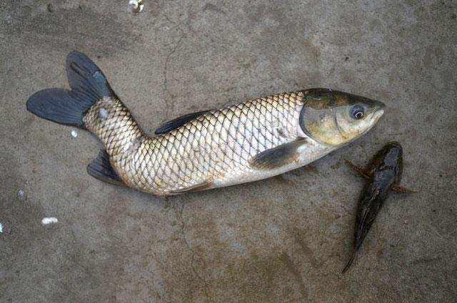 电鱼不是毒鱼,电鱼能把鱼全部电死吗？