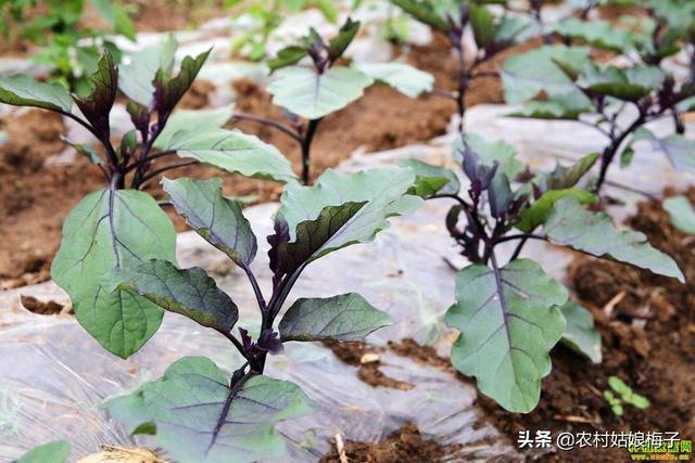 种植的茄子,生长过程中,如何防治病虫害？