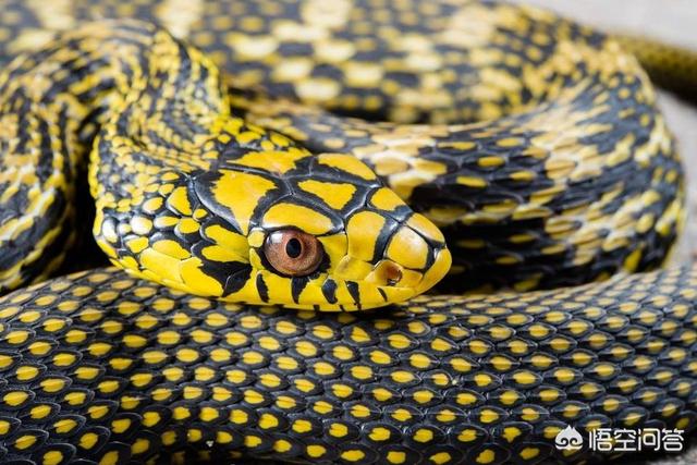 头条问答 蛇最怕什么药 树德汉硕的回答 0赞