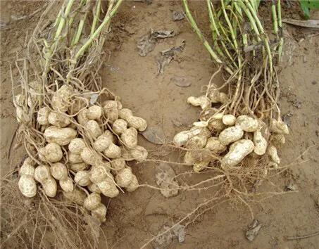 花生黑蚜虫怎么防治:黑花生怎么种植才能高产？