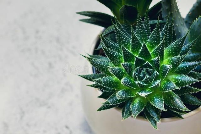 条纹十二卷 是芦荟吗:有喜阴耐寒的多肉植物吗？
