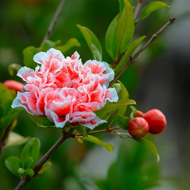 头条问答 软籽石榴现蕾期打什么药好 5个回答