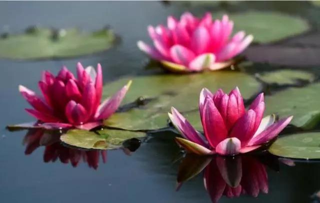 头条问答 怎样让缸养莲花年年开花 23个回答