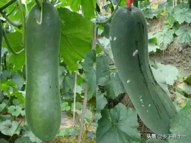 大冬瓜幼苗蚜虫怎么防治:露地冬瓜结瓜旺盛时期有哪些稳产措施？