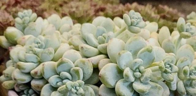 如何让多肉长的更加漂亮？