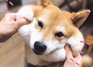 比熊犬图片:我家的狗狗是比熊还是泰迪？