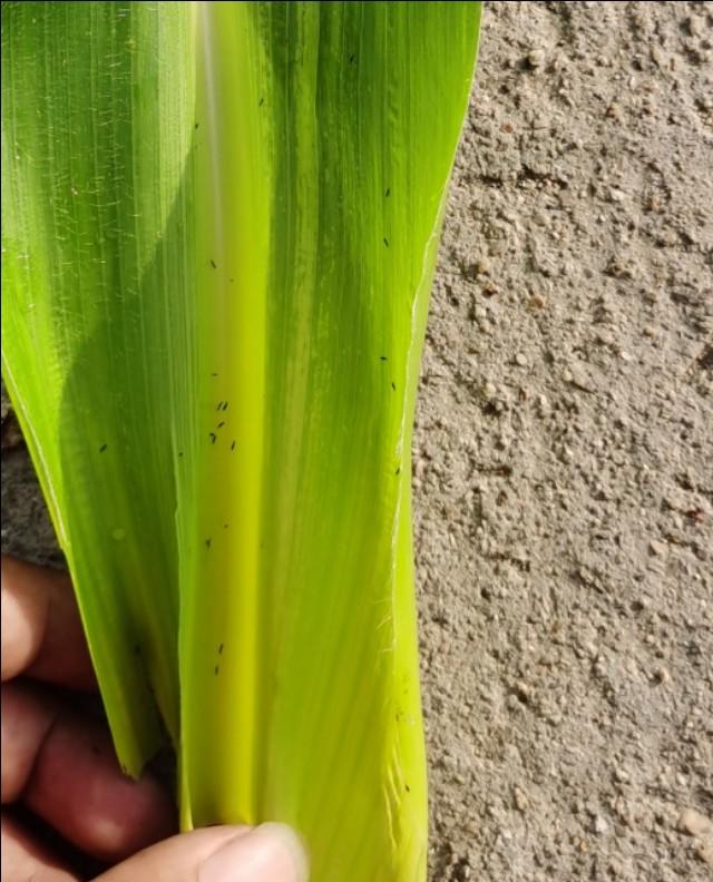 玉米地蚜虫怎么防治:玉米结果期有钻心虫怎么治？