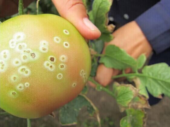鸟眼辣椒:番茄溃疡病有什么危害？怎样防治？
