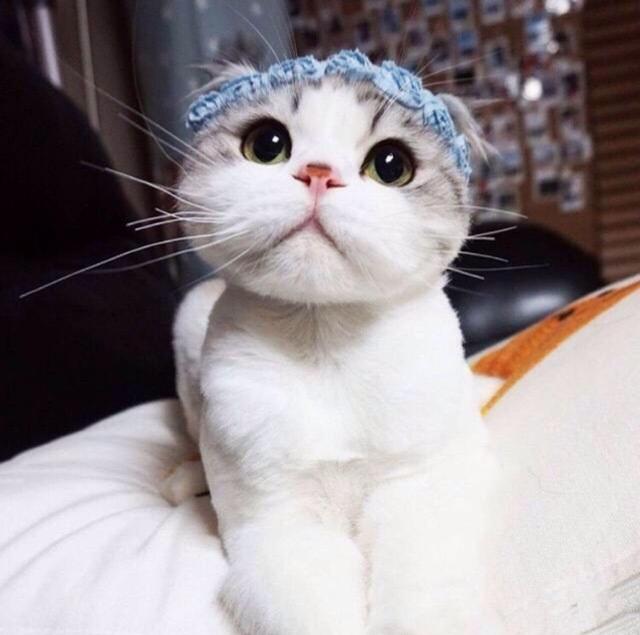 怀孕家里养猫注意事项:因为怀孕我家猫咪还可以养吗？是蓝猫有点不舍？