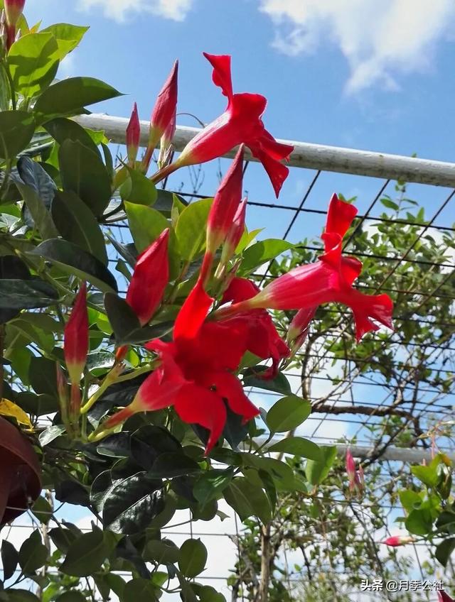 头条问答 - 北方冬季怎样养飘香藤?(4个回答)