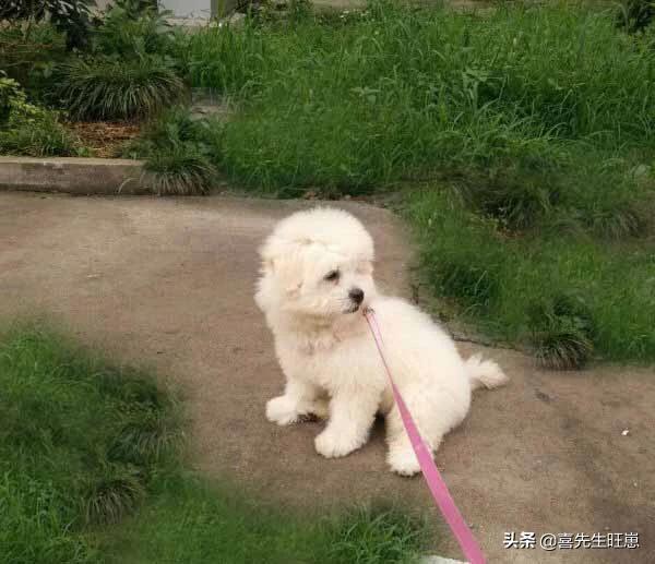 比熊蝴蝶犬串串图片:比熊和哪种狗杂交出来好看？